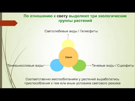 По отношению к свету выделяют три экологические группы растений Свет Светолюбивые виды