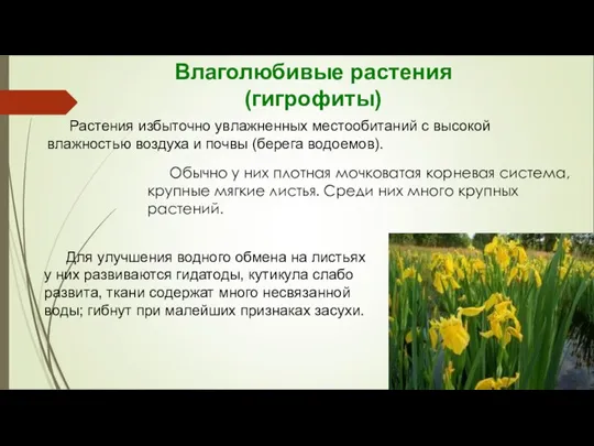 Растения избыточно увлажненных местообитаний с высокой влажностью воздуха и почвы (берега водоемов).