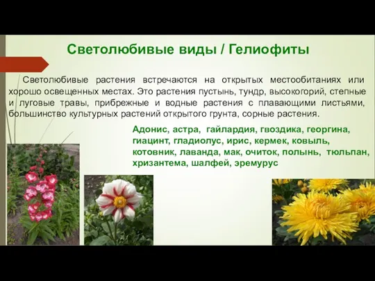 Светолюбивые виды / Гелиофиты Светолюбивые растения встречаются на открытых местообитаниях или хорошо
