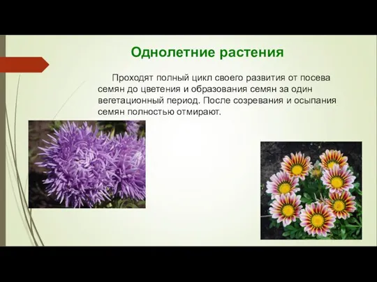 Однолетние растения Проходят полный цикл своего развития от посева семян до цветения