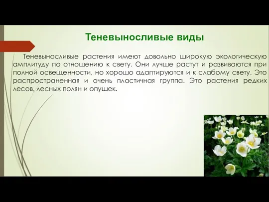 Теневыносливые виды Теневыносливые растения имеют довольно широкую экологическую амплитуду по отношению к