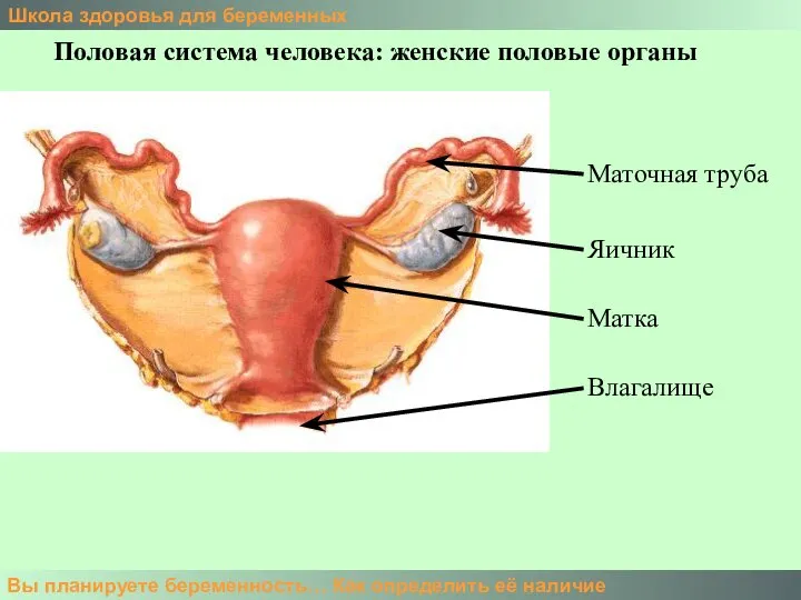 Школа здоровья для беременных Вы планируете беременность… Как определить её наличие Половая