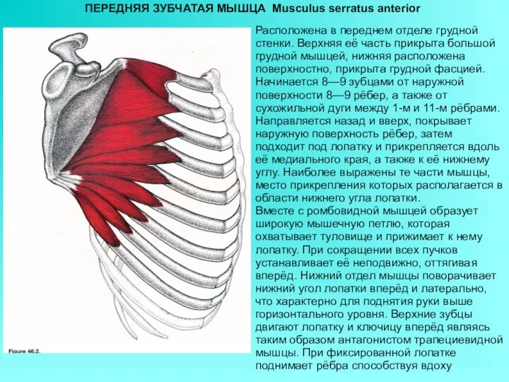 ПЕРЕДНЯЯ ЗУБЧАТАЯ МЫШЦА Musculus serratus anterior Расположена в переднем отделе грудной стенки.
