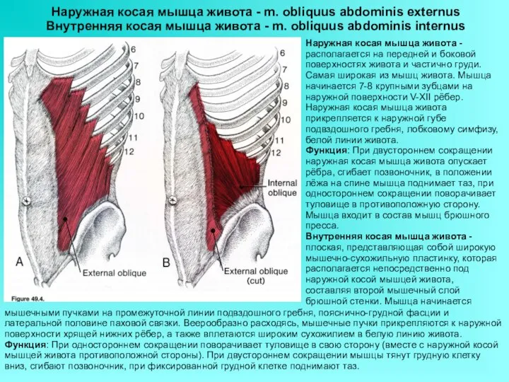 Наружная косая мышца живота - m. obliquus abdominis externus Внутренняя косая мышца