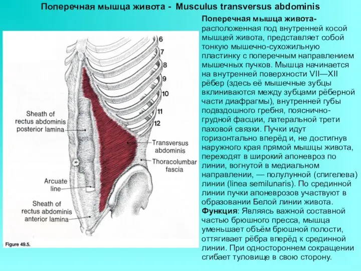 Поперечная мышца живота - Musculus transversus abdominis Поперечная мышца живота- расположенная под