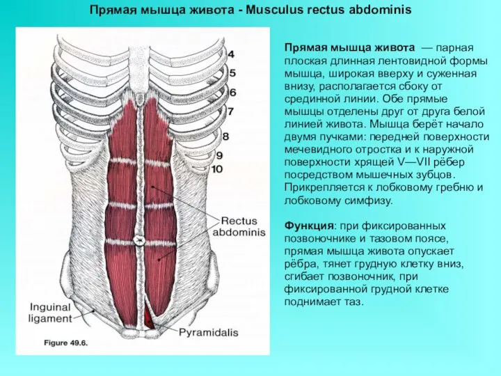 Прямая мышца живота — парная плоская длинная лентовидной формы мышца, широкая вверху
