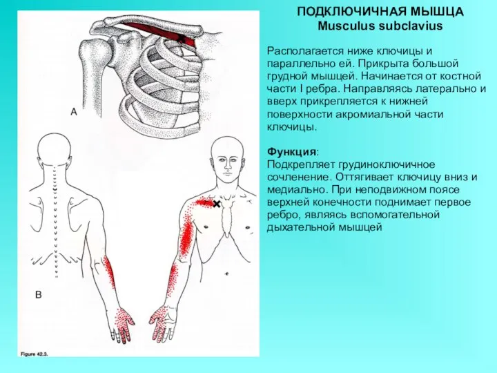 ПОДКЛЮЧИЧНАЯ МЫШЦА Musculus subclavius Располагается ниже ключицы и параллельно ей. Прикрыта большой