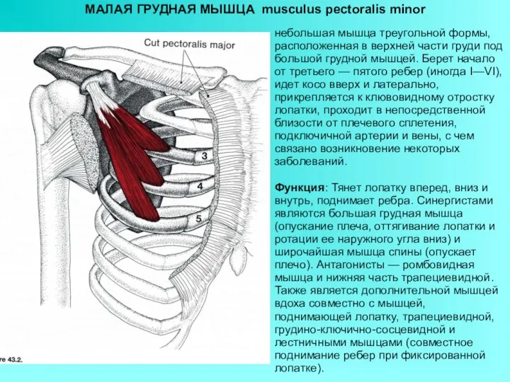 МАЛАЯ ГРУДНАЯ МЫШЦА musculus pectoralis minor небольшая мышца треугольной формы, расположенная в