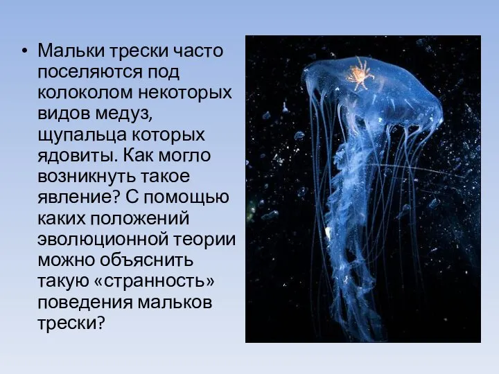 Мальки трески часто поселяются под колоколом некоторых видов медуз, щупальца которых ядовиты.