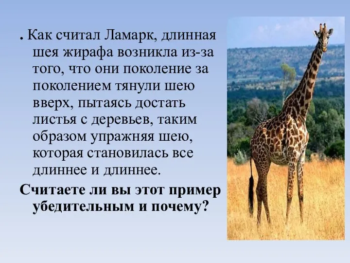 . Как считал Ламарк, длинная шея жирафа возникла из-за того, что они