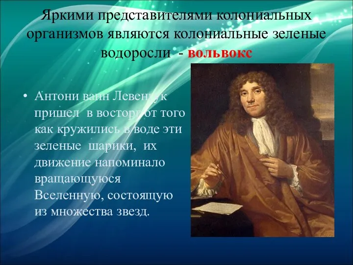 Яркими представителями колониальных организмов являются колониальные зеленые водоросли - вольвокс Антони ванн