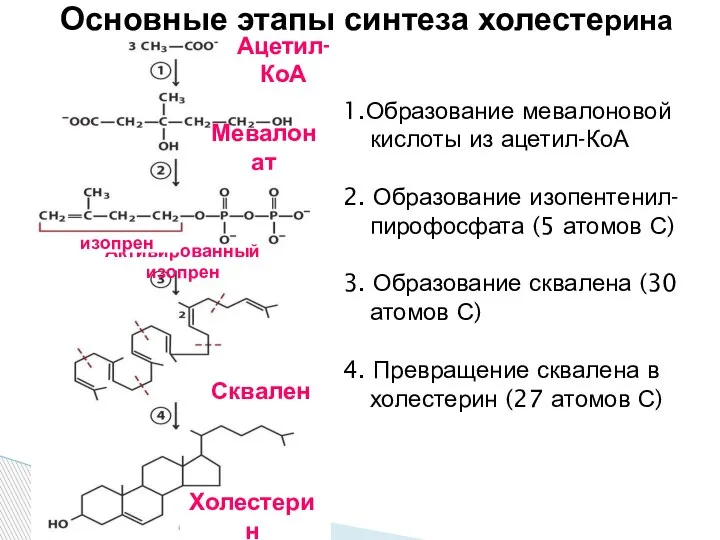 Основные этапы синтеза холестерина 1.Образование мевалоновой кислоты из ацетил-КоА 2. Образование изопентенил-пирофосфата