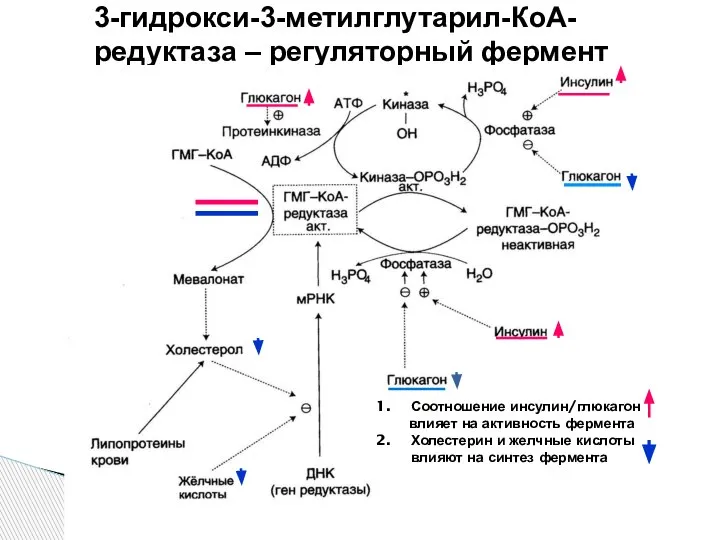 3-гидрокси-3-метилглутарил-КоА-редуктаза – регуляторный фермент Соотношение инсулин/глюкагон влияет на активность фермента Холестерин и