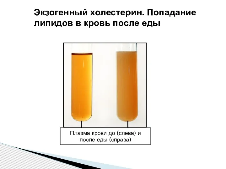 Экзогенный холестерин. Попадание липидов в кровь после еды Плазма крови до (слева) и после еды (справа)