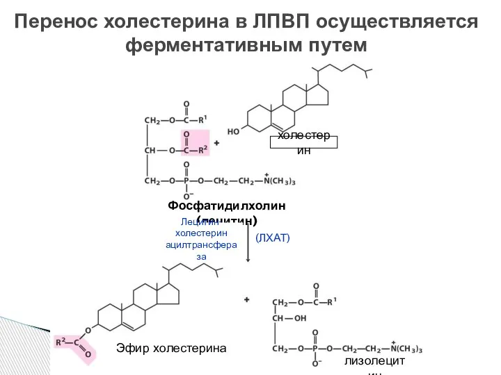 Перенос холестерина в ЛПВП осуществляется ферментативным путем Фосфатидилхолин (лецитин) Лецитин- холестерин ацилтрансфераза