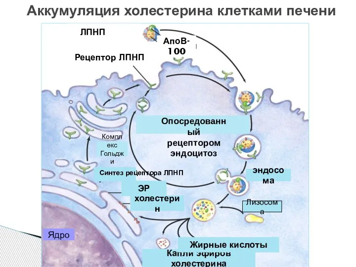 Аккумуляция холестерина клетками печени ЛПНП Рецептор ЛПНП АпоВ-100 Опосредованный рецептором эндоцитоз Капли