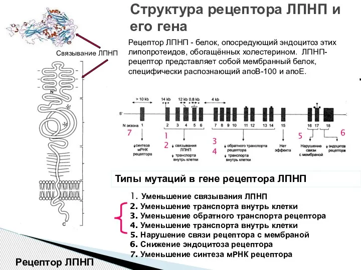 Структура рецептора ЛПНП и его гена Рецептор ЛПНП Типы мутаций в гене