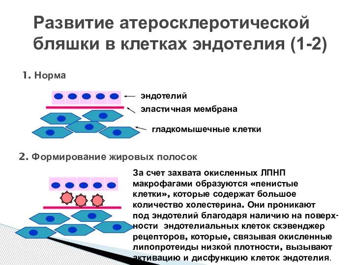 Развитие атеросклеротической бляшки в клетках эндотелия (1-2) 1. Норма эндотелий эластичная мембрана
