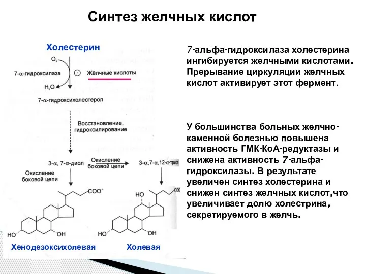 7-альфа-гидроксилаза холестерина ингибируется желчными кислотами. Прерывание циркуляции желчных кислот активирует этот фермент.