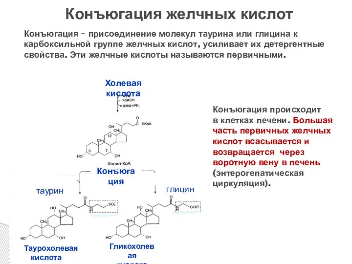 Конъюгация желчных кислот Конъюгация – присоединение молекул таурина или глицина к карбоксильной