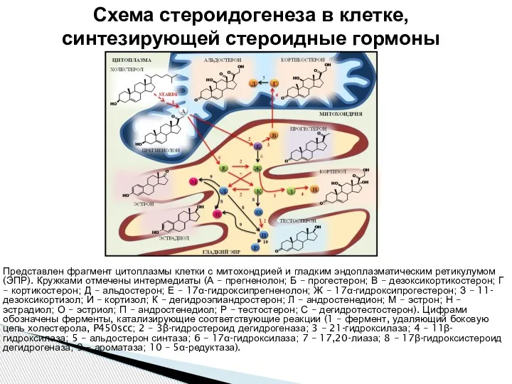 Представлен фрагмент цитоплазмы клетки с митохондрией и гладким эндоплазматическим ретикулумом (ЭПР). Кружками