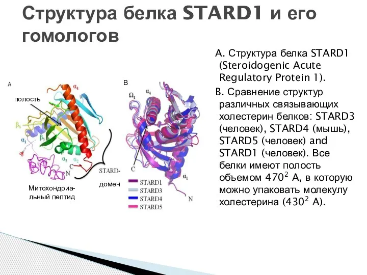 Структура белка STARD1 и его гомологов A. Структура белка STARD1 (Steroidogenic Acute