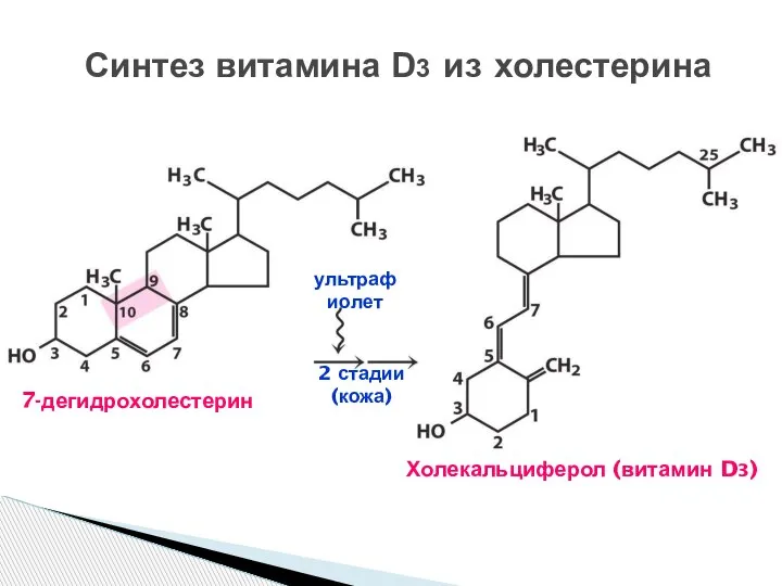 Синтез витамина D3 из холестерина Холекальциферол (витамин D3) ультрафиолет 7-дегидрохолестерин 2 стадии (кожа)