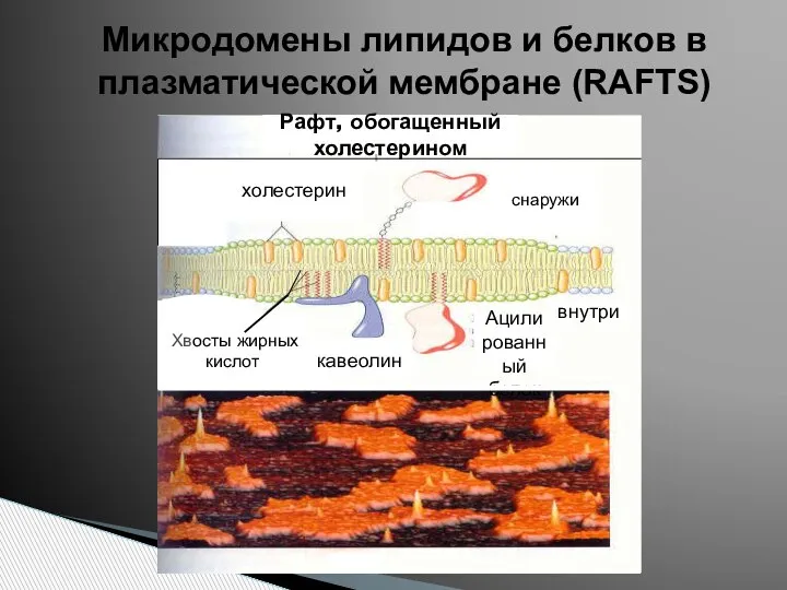 Микродомены липидов и белков в плазматической мембране (RAFTS)‏ Рафт, обогащенный холестерином холестерин