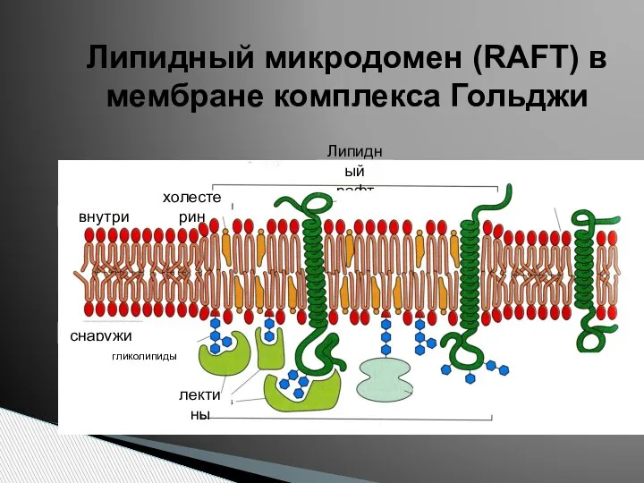 Липидный микродомен (RAFT) в мембране комплекса Гольджи внутри снаружи холестерин Липидный рафт лектины гликолипиды