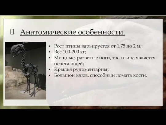 Анатомические особенности. Рост птицы варьируется от 1,75 до 2 м; Вес 100-200