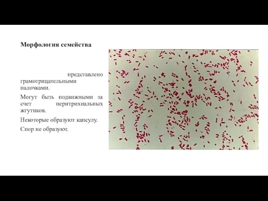 Морфология семейства представлено грамотрицательными палочками. Могут быть подвижными за счет перитрихиальных жгутиков.