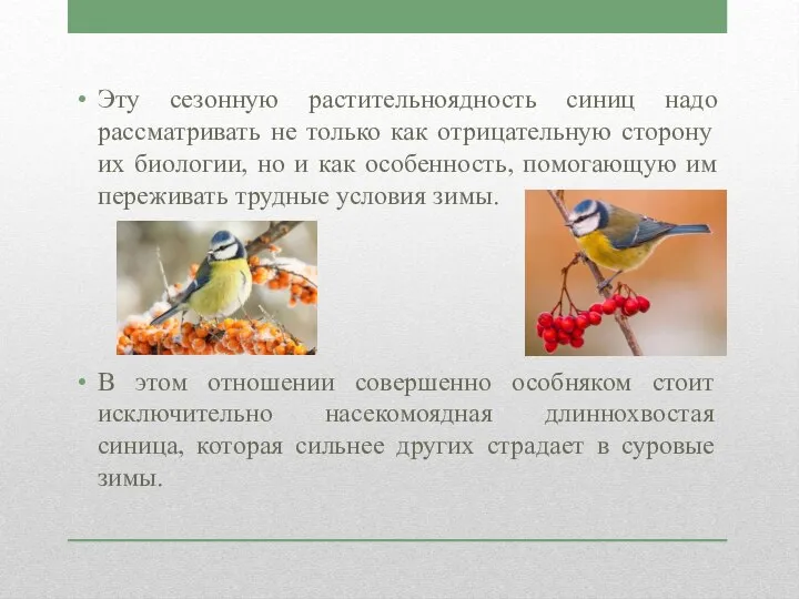 Эту сезонную растительноядность синиц надо рассматривать не только как отрицательную сторону их