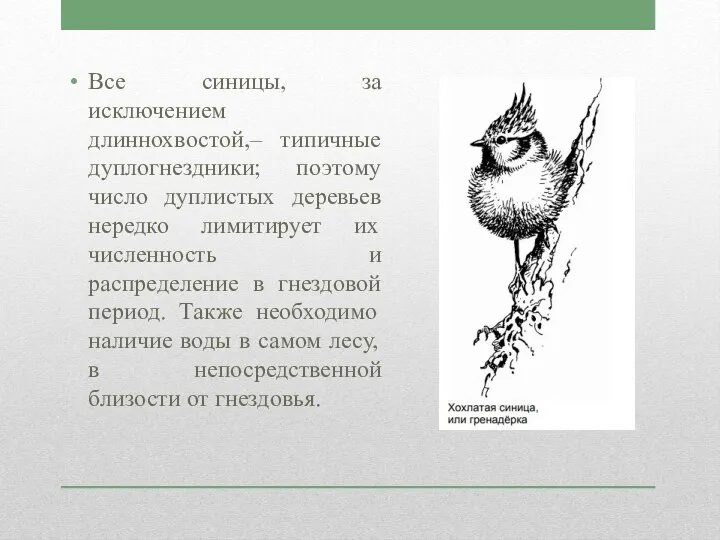 Все синицы, за исключением длиннохвостой,– типичные дуплогнездники; поэтому число дуплистых деревьев нередко