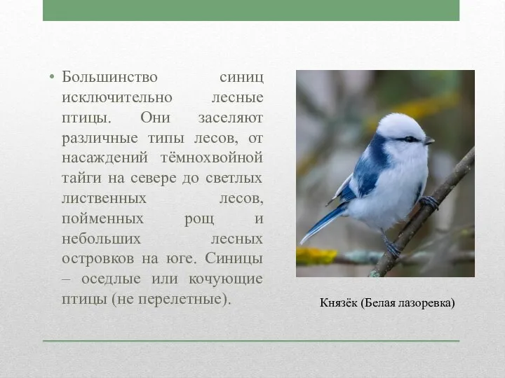 Большинство синиц исключительно лесные птицы. Они заселяют различные типы лесов, от насаждений