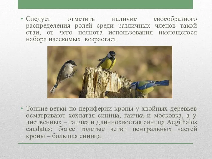 Следует отметить наличие своеобразного распределения ролей среди различных членов такой стаи, от