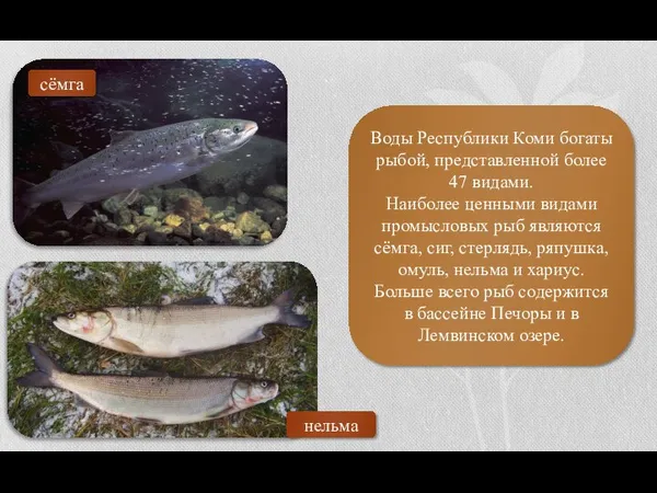 Воды Республики Коми богаты рыбой, представленной более 47 видами. Наиболее ценными видами