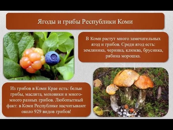 Ягоды и грибы Республики Коми В Коми растут много замечательных ягод и