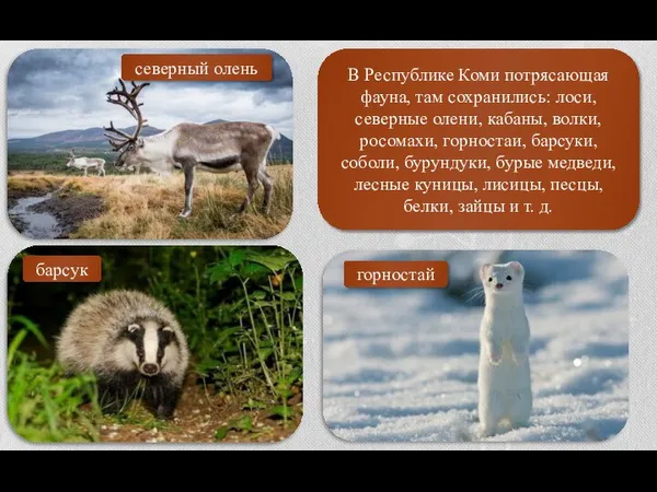В Республике Коми потрясающая фауна, там сохранились: лоси, северные олени, кабаны, волки,