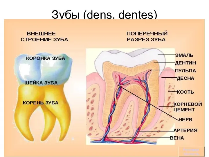 Зубы (dens, dentes)