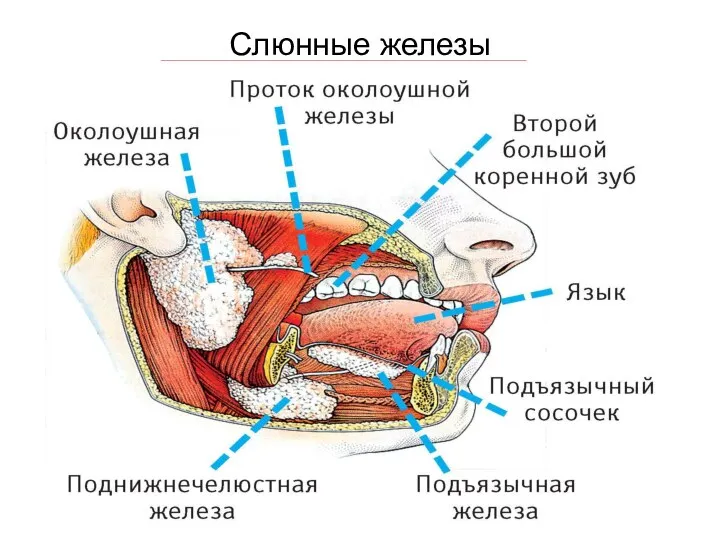 Слюнные железы