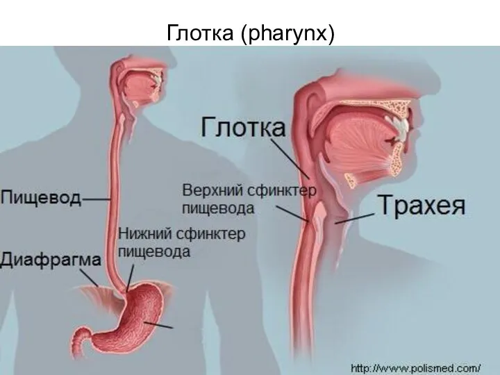 Глотка (pharynx)