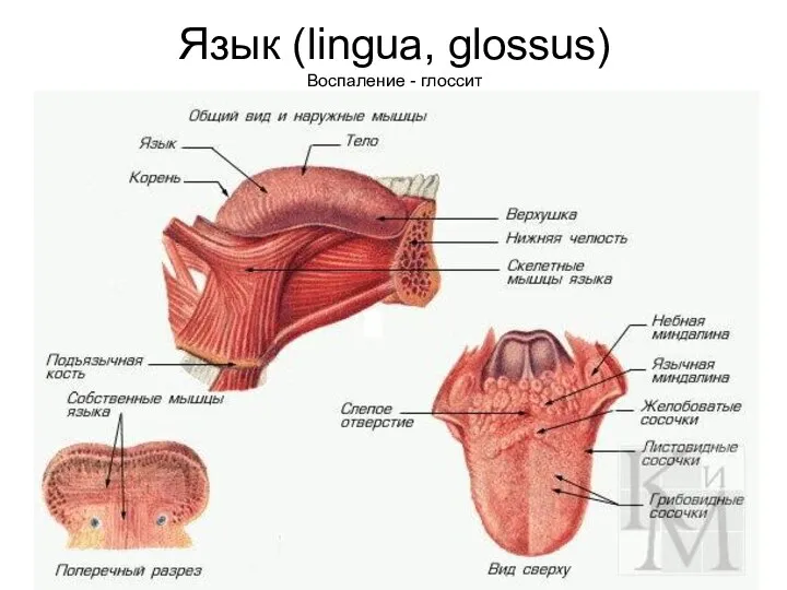 Язык (lingua, glossus) Воспаление - глоссит