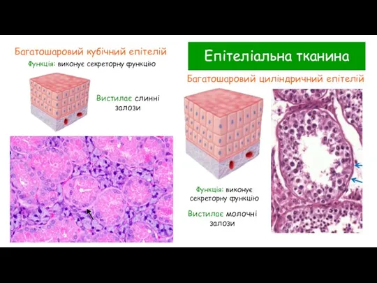 Епітеліальна тканина Багатошаровий кубічний епітелій Функція: виконує секреторну функцію Вистилає слинні залози