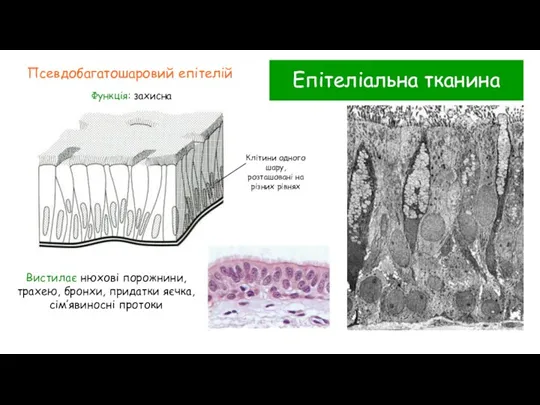 Епітеліальна тканина Псевдобагатошаровий епітелій Функція: захисна Вистилає нюхові порожнини, трахею, бронхи, придатки