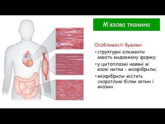 Особливості будови: структурні елементи мають видовжену форму; у цитоплазмі наявні м’язові нитки