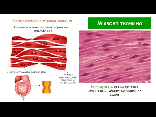 М’язова тканина Непосмугована м’язова тканина Функція: повільні і ритмічні скорочення та розслаблення