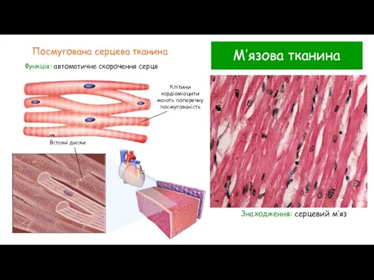 М’язова тканина Посмугована серцева тканина Функція: автоматичне скорочення серця Знаходження: серцевий м’яз