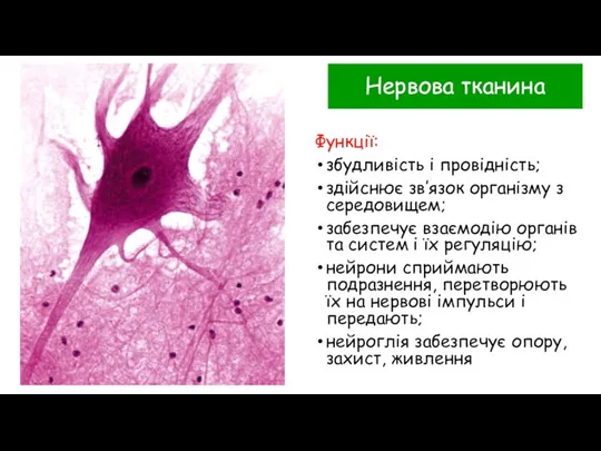 Нервова тканина Функції: збудливість і провідність; здійснює зв’язок організму з середовищем; забезпечує