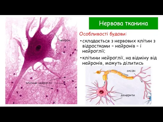 Нервова тканина Особливості будови: складається з нервових клітин з відростками – нейронів