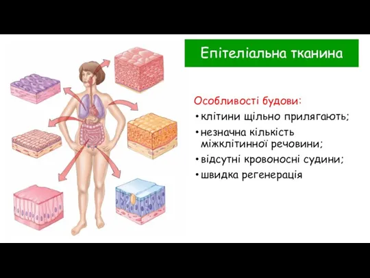 Епітеліальна тканина Особливості будови: клітини щільно прилягають; незначна кількість міжклітинної речовини; відсутні кровоносні судини; швидка регенерація